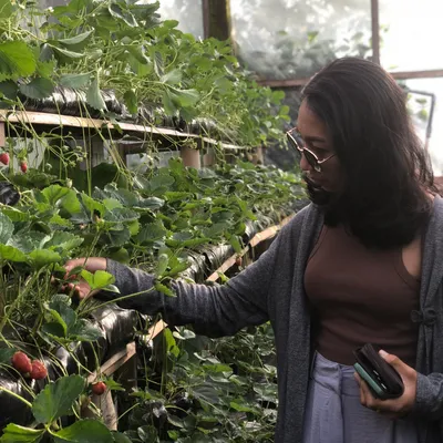 Strawberries in Bedugul: A Sweet Adventure