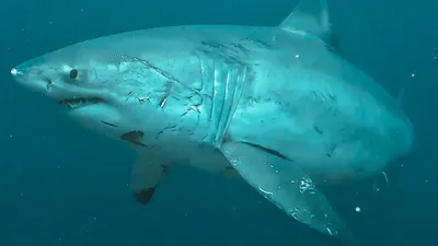 Great White Shark Spotted in Bali: A Wild Dive Story